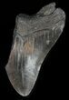 Partial, Megalodon Tooth - Georgia #47619-1